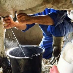 Her duyduğunuza inanmayın! &Ccedil;iğ s&uuml;t t&uuml;ketmek zararlı mı?