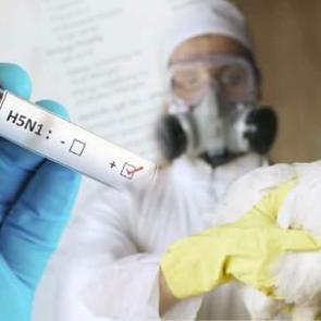 Acil durum ilan edildi: ABD&rsquo;de ilk ciddi kuş gribi vakası!