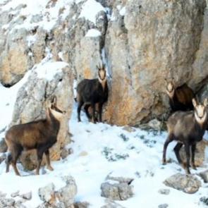 Munzur Dağları'nda şamualar s&uuml;r&uuml; halinde g&ouml;r&uuml;nt&uuml;lendi