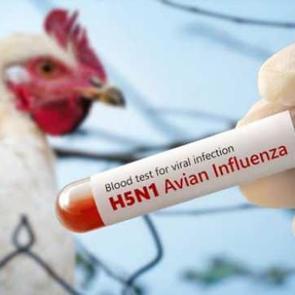 ABD&rsquo;de kuş gribinden ilk &ouml;l&uuml;m: H5N1 vir&uuml;s&uuml; geri d&ouml;nd&uuml;! 