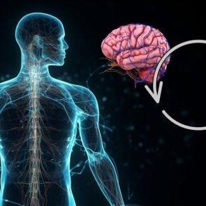 Beyin ve bağırsak bağlantısı: Ruh sağlığını etkileyen gizli ilişki