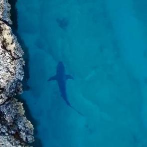 Amerikalıların korkulu rüyası! Kıyılarımız onlarla dolu: Tam 350 kilo