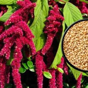 Amaranth bitkisi nedir? Ne işe yarar? Faydaları nelerdir?