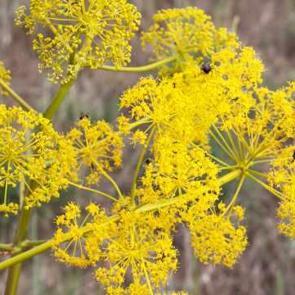 &Ccedil;akşır otunun bilinmeyen faydaları: Her derde deva &ccedil;akşır otu nasıl kullanılır?