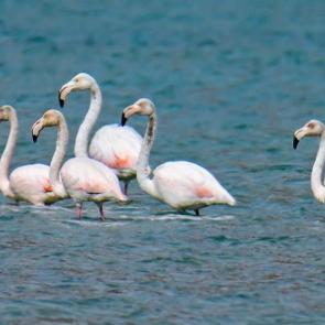G&ouml;&ccedil; etmeyen flamingoların g&uuml;venli limanı: Van G&ouml;l&uuml; havzası