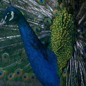 Doğanın en güzel örnekleri burada: Tam 56 çeşit!