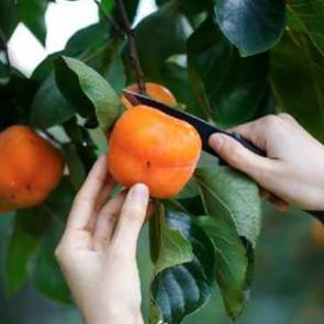 Her g&uuml;n s&uuml;per meyve yemek kanser riskini azaltıyor!