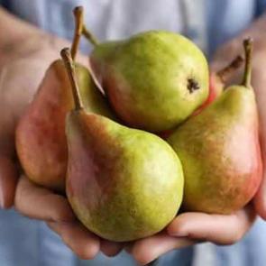 Her g&uuml;n bir armut yemek: V&uuml;cudunuzda g&ouml;r&uuml;len 8 inanılmaz değişim!