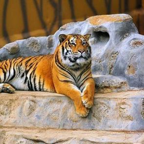 Türkiye’nin en büyük hayvanat bahçesi hazır! Tam 350 tür burada