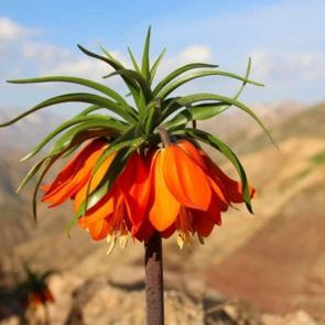 Koparanı ağlatıyor! ”Ağlayan gelinler” çiçek açtı