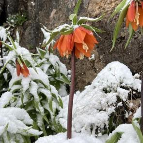 Ters laleler açtı! 1500 kilometre yol gittiler