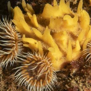 Aslında hepsi taşlaşmış hayvanlar! Burası Marmara Denizi