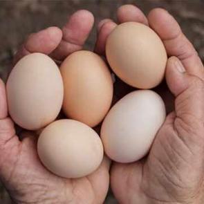 Harvardlı doktordan çılgın deney: Bir ayda toplam 720 yumurta yedi!