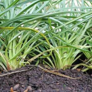 Tam bir antioksidan zengini! Sağlıklı yaşamın yeni trendi yemlik otu şifa sa&ccedil;ıyor