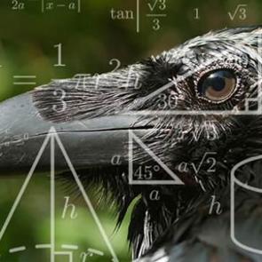 Zekaları yine hayran bıraktı: Kargalar geometrik şekilleri ayırt edebiliyor!