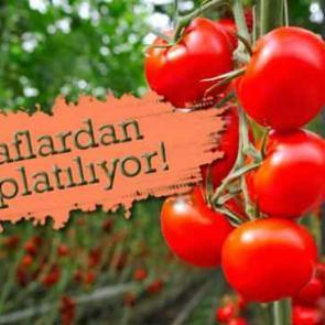 ABD alarmda: O marka domateslerde &ouml;l&uuml;mc&uuml;l tehdit!