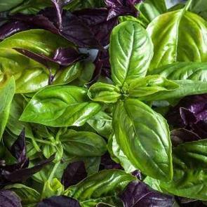 Radyasyondan ve kanserden koruyor! Reyhanın bir faydası daha ortaya &ccedil;ıktı