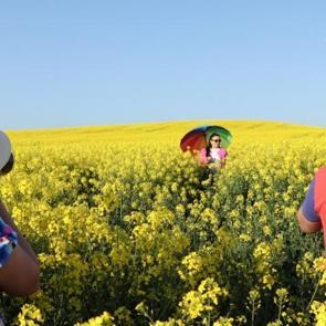 Tarlalar Tekirdağ’ın altın sarısına büründü! Fotoğrafların doğal fonu oldu