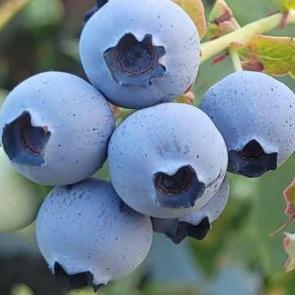 Bağışıklık sisteminizin yeni kahramanı: Yaban Mersini! Mavi safirin etkileri...