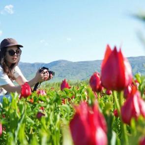 ”Lale devri” başladı: “Muş 1071” doğayı süslüyor