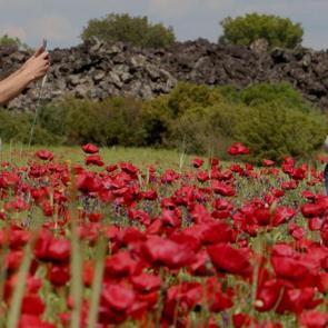 Bu güzelliği gören durup fotoğraf çekiyor