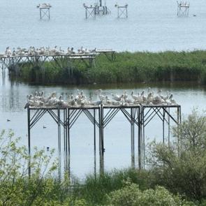 Kuşcenneti Milli Parkı&rsquo;nda bahar esintisi: Kuşlarla şenlendi!