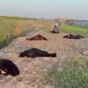 77 küçükbaş zehirlenerek öldü