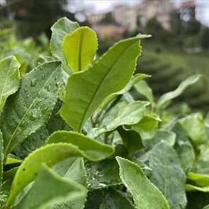 İklim krizi çay yetiştirilen alanları daraltabilir