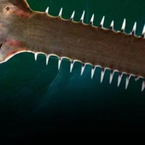 Dünyanın en zehirli hayvanları açıklandı! İki dakika içinde öldürüyor...