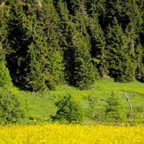 'Sakin Şehir'den kartpostallık görüntüler! Yeşilin her tonu bir arada