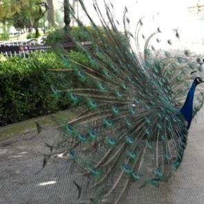 Şehrin kalbinde Osmanlı zevkinin izleri: Gizli sırlar şimdi ortaya çıkıyor