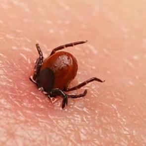 Kene ısırığı durumunda ne yapmalıyız? Keneden korunma yolları nelerdir?