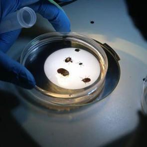 T&uuml;rkiye'de yeni kene t&uuml;r&uuml; keşfedildi! 30'dan fazla hastalık taşıyor