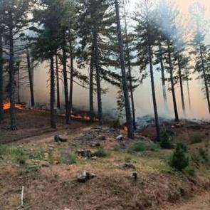 Adana'da orman yangını