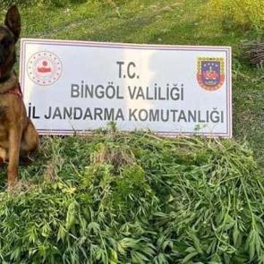 Bingöl'de 4 günde 14 bin 933 kök kenevir ele geçirildi
