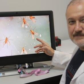 Bu sineğe dikkat! Uzmanlar uyardı: 'Ölüme kadar götürüyor'