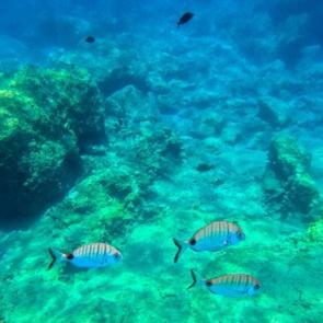 Fethiye’nin renkli su altı dünyası: Dalış turlarıyla keşfediliyor!