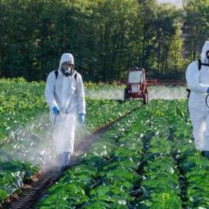 Marulunuzu pestisitlerden anında arındırın: 10 dakikada tertemiz yapan 4 doğal yöntem!