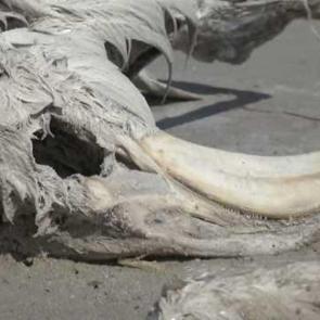 Tuz Gölü'nde yüzlerce flamingo ölü olarak bulundu