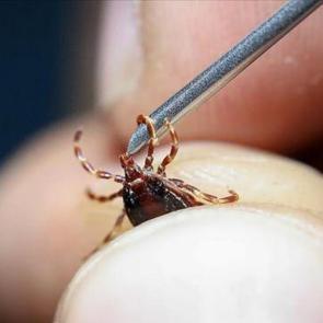 Uzman isimden kene uyarısı: Dikkat çeken 'göçmen kuş' açıklaması 