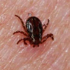 Uzmanlar açıkladı: Bu kan grubuna sahip kişiler kene tehlikesine daha açık!