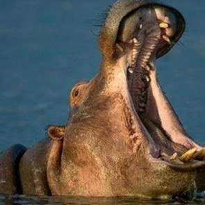 En güçlü ısırma gücüne sahip hayvan açıklandı