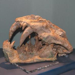 Kılıç dişli kaplan gerçekmiş! Buradaki her şey milyonlarca yıllık