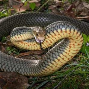 Sıcaklıklar artınca ortaya çıktılar! İşte İstanbul'da yılan görülen ilçeler!
