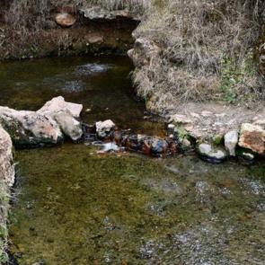 Bu suyla egzamaya şifa arıyorlar! Kimi yıkanıyor kimi şişelere dolduruyor