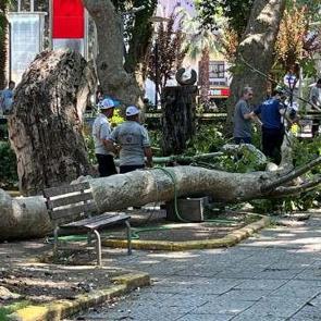 Çınar ağacının kırılan dalının altında kalan 3 kişi yaralandı