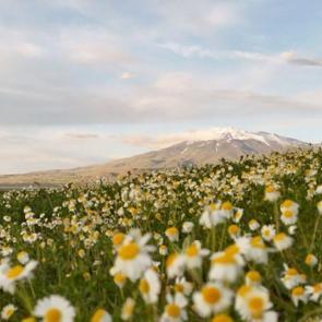 Süphan Dağı ile birleşen manzara: Papatyalarla renklendi!