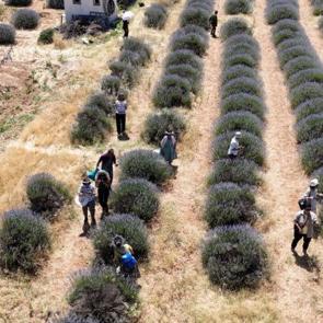Bu tarlalardan deklanşör sesleri yükseliyor! Turistlerin uğrak adresi oldu
