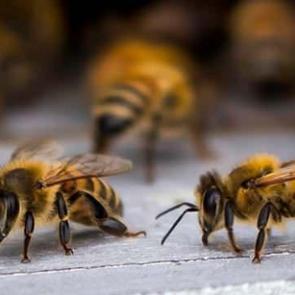 Çin'in yeni casus silahı ortaya çıktı! Uzaktan kumandalı arılar!