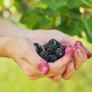 Karadut lekesi nasıl çıkar?